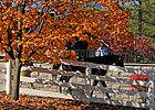 Weanlings Top Keeneland's Friday Session