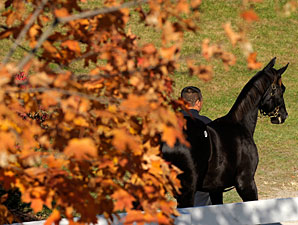 Medaglia d'Oro Colt Paces Keeneland Sale Medaglia d'Oro Colt Paces Keeneland Sale