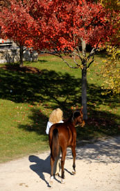 Indian Charlie Weanling Tops Wed. Sale Indian Charlie Weanling Tops Wed. Sale