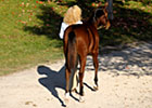 Indian Charlie Weanling Tops Wed. Sale Indian Charlie Weanling Tops Wed. Sale