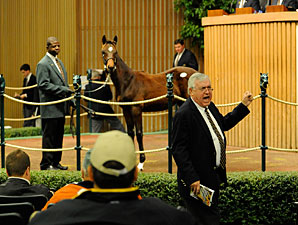 Hystericalady's Half-Sis, WinStar Shine Hystericalady's Half-Sis, WinStar Shine