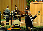 Hystericalady's Half-Sis, WinStar Shine