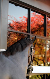One Lot Hits Six Figures at Keeneland One Lot Hits Six Figures at Keeneland