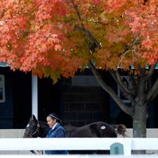 Keeneland Sale Offers Look at First Offspring for Some Sires Keeneland Sale Offers Look at First Offspring for Some Sires