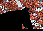 Keeneland Gross Sets Record Keeneland Gross Sets Record
