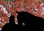 Keeneland Up as Sale Winds Down Keeneland Up as Sale Winds Down