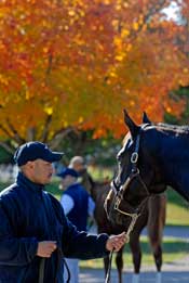 Solid Market Expected for Keeneland November Breeding Stock Sale Solid Market Expected for Keeneland November Breeding Stock Sale