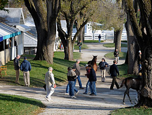 Tiznow Colt Tops Keeneland's Saturday Session Tiznow Colt Tops Keeneland's Saturday Session