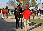 Young Mare Stormy B Tops Nov. 19 Session Young Mare Stormy B Tops Nov. 19 Session