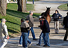 Weanling, Stallion Prospects Lead Session Weanling, Stallion Prospects Lead Session