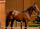 Keeneland Numbers Down; Topper is Half-Brother to Pulpit