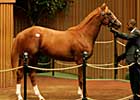 Shadwell Goes to $800,000 for Son of Mr. Greeley