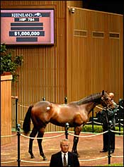 Son of Distorted Humor Goes for $1 Million Son of Distorted Humor Goes for $1 Million
