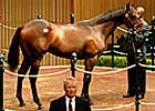Distorted Humor Colt and Filly In Spotlight on Keeneland's Third Day Distorted Humor Colt and Filly In Spotlight on Keeneland's Third Day