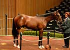 Son of Dynaformer Gets Keeneland Day Four Started