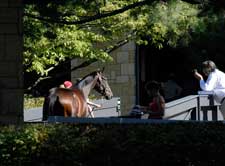 Gross, Average Rise in Keenland's Seventh Session; Pinhookers Busy Gross, Average Rise in Keenland's Seventh Session; Pinhookers Busy