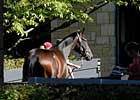 Gross, Average Rise in Keenland's Seventh Session; Pinhookers Busy Gross, Average Rise in Keenland's Seventh Session; Pinhookers Busy