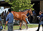 Zero Steroid Positives at Keeneland Sale Zero Steroid Positives at Keeneland Sale