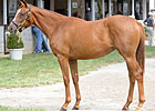 Half-Sister to Big Brown Fails to Sell