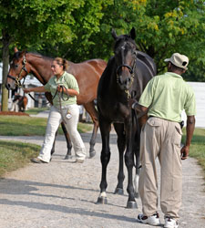 Keeneland November Catalog Down 17.6% Keeneland November Catalog Down 17.6%