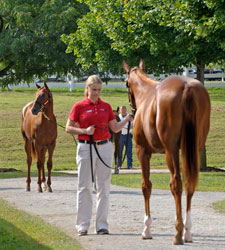 Brisk But Lower Trading at Keeneland Brisk But Lower Trading at Keeneland