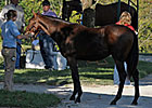 Keeneland Books 3 & 4: Less Is...Less