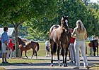 Depressed Keeneland Yearling Market Continues Depressed Keeneland Yearling Market Continues