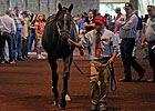 Giant's Causeway Colt Tops Keeneland Session