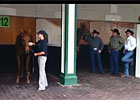Mine That Bird, Funny Cide at Churchill Downs