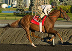 Kaigun, Grand Arch Clash in Woodbine Mile Kaigun, Grand Arch Clash in Woodbine Mile
