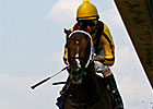 Kantharos Romps in Bashford Manor Kantharos Romps in Bashford Manor