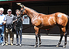 Fastnet Rock Rules Market at Karaka Fastnet Rock Rules Market at Karaka