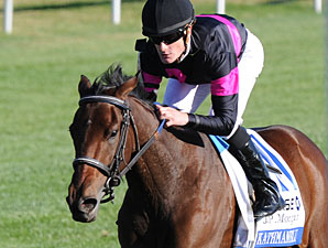 Grade II Winner Kathmanblu Retired Grade II Winner Kathmanblu Retired
