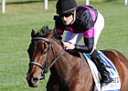 Grade II Winner Kathmanblu Retired Grade II Winner Kathmanblu Retired