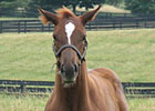 Guest Blog: A Nurse Mare Named Goldie
