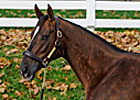 Swift Temper Bought Back for $2,050,000
