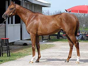Taking Control: Azeri's First Foal Wins Debut Taking Control: Azeri's First Foal Wins Debut