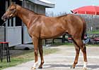 Taking Control: Azeri's First Foal Wins Debut Taking Control: Azeri's First Foal Wins Debut