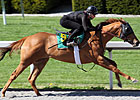 Pulpit Colt Excels During Keeneland Sale Work