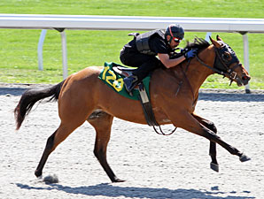 Zayat Horses in Keeneland April Juvenile Sale Zayat Horses in Keeneland April Juvenile Sale
