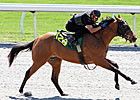 Zayat Horses in Keeneland April Juvenile Sale Zayat Horses in Keeneland April Juvenile Sale