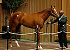 Majestic Warrior Colt Tops at Keeneland Majestic Warrior Colt Tops at Keeneland