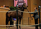 Porter Buys Speightstown Colt for $560,000