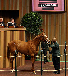 Tapit Sibling Brings $1 Million at Keeneland Tapit Sibling Brings $1 Million at Keeneland