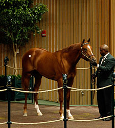Keeneland Sale: Bullish at Top, But Selective Keeneland Sale: Bullish at Top, But Selective