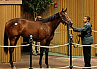 Lemon Drop Kid Filly Tops Early at Keeneland Lemon Drop Kid Filly Tops Early at Keeneland