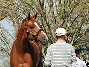 Feedback Positive Prior to Keeneland 2YO Sale Feedback Positive Prior to Keeneland 2YO Sale