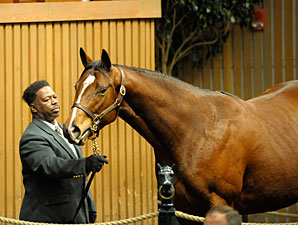 Storm Cat Mare Brings $300,000 at Keeneland Storm Cat Mare Brings $300,000 at Keeneland