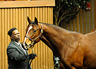 Storm Cat Mare Brings $300,000 at Keeneland Storm Cat Mare Brings $300,000 at Keeneland