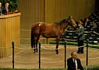 'Diva' Brings $825,000 at Keeneland 'Diva' Brings $825,000 at Keeneland